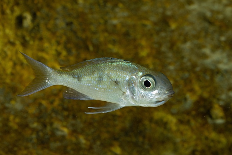 Ophthalmotilapia ventralis 'Kafyoko Point'
